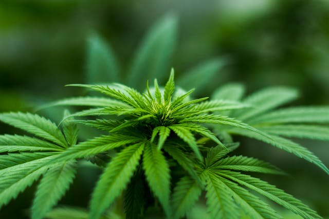 Конопено масло или CBD – Разлики и ползи